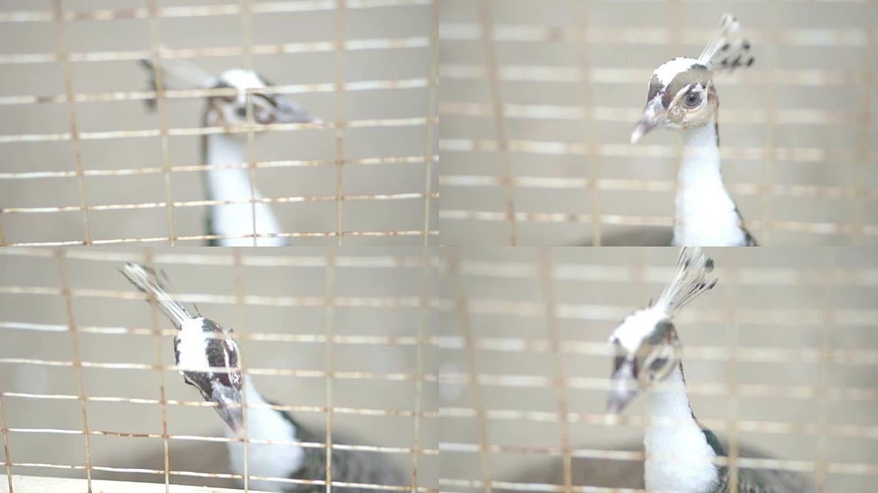 白色孔雀。笼子动物园里美丽的鸟。