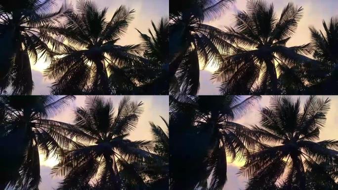 椰子树在风中吹