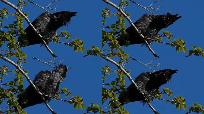 破坏性的乌鸦呼唤，然后用喙折断树枝