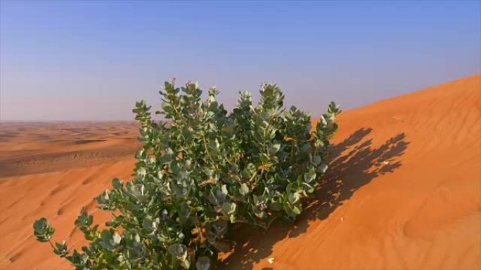 生长在黄沙上的绿色灌木。沙丘上的绿色植物和野生自然