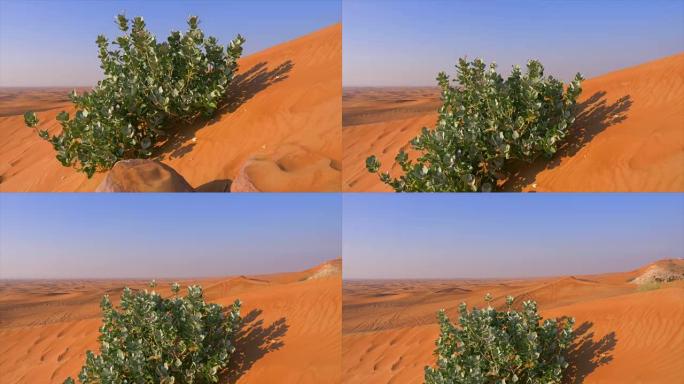生长在黄沙上的绿色灌木。沙丘上的绿色植物和野生自然