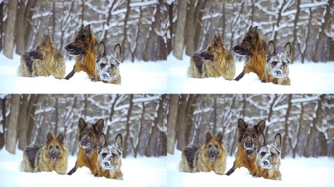 牧羊犬。牧羊犬在雪地里奔跑