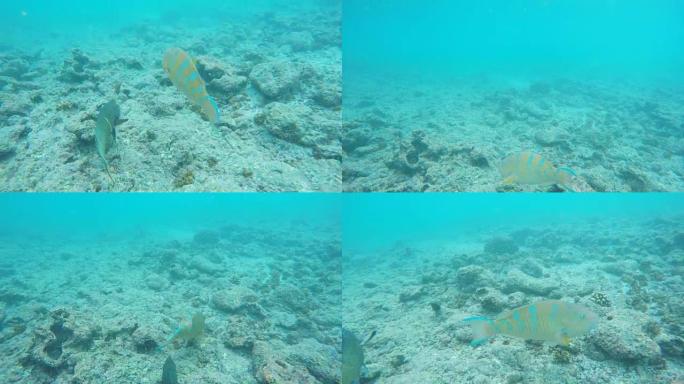 鹦嘴鱼和猪鱼在加拉帕戈斯群岛的魔鬼王冠上一起游泳