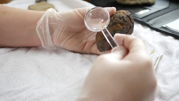 古生物学家在显微镜下观察化石coprolite标本