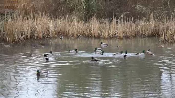 跑马地湿地公园池塘里的鸭子队或冬季4k