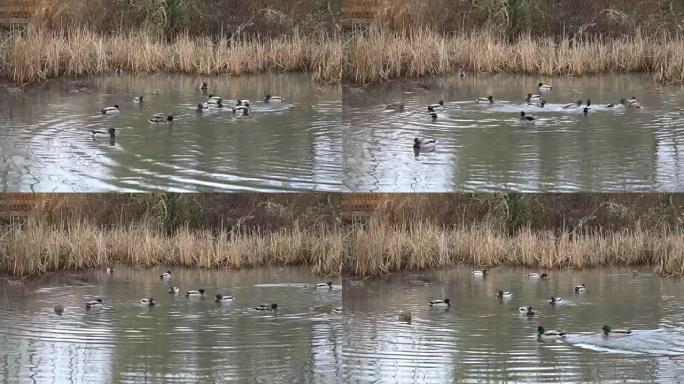 跑马地湿地公园池塘里的鸭子队或冬季4k
