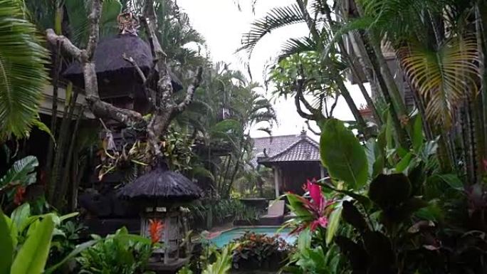热带雨在亚洲花园，印度尼西亚巴厘岛，雨季。雨林中异国热带植物区系和绿色植被的美丽背景