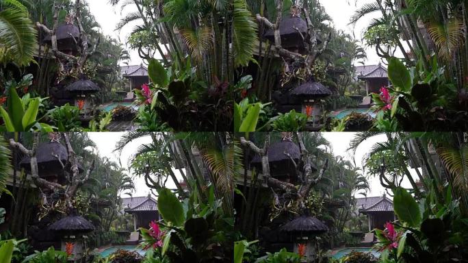 热带雨在亚洲花园，印度尼西亚巴厘岛，雨季。雨林中异国热带植物区系和绿色植被的美丽背景