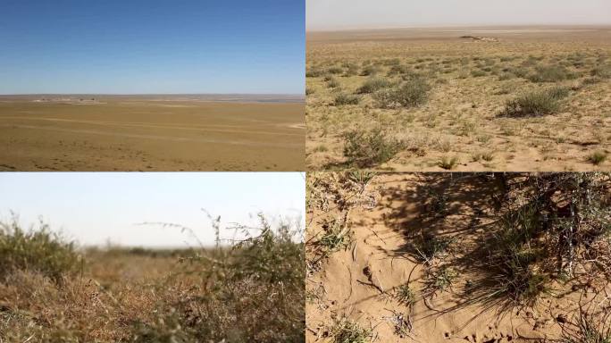 沙漠 沙漠化防治 生态系统