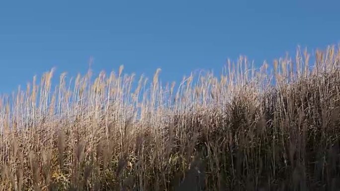 布勒天空中的日本潘帕斯草