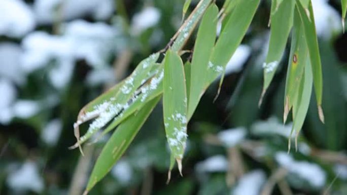 雪落在竹枝上