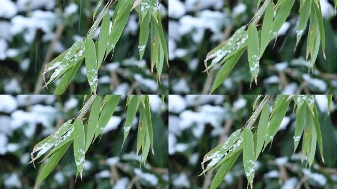 雪落在竹枝上