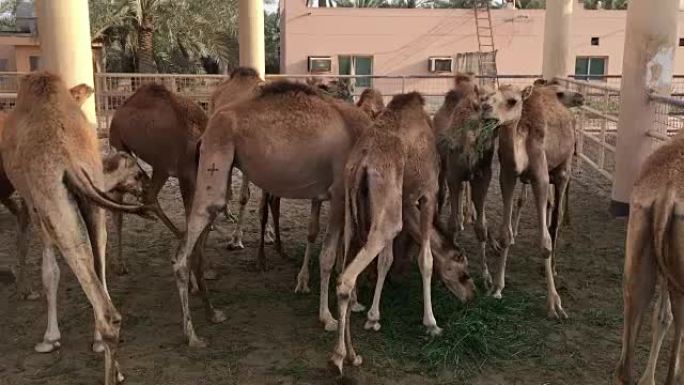 农场里的一群骆驼。喂养