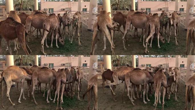 农场里的一群骆驼。喂养