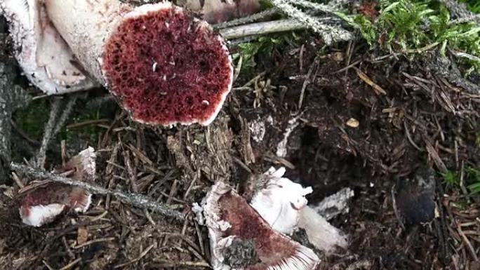 蘑菇鹅膏与蠕虫。采摘蘑菇。