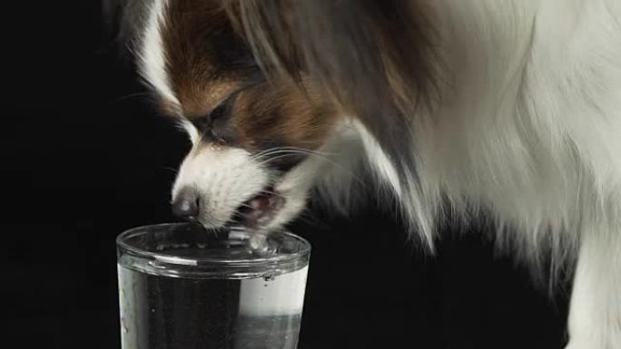 美丽的年轻公狗大陆玩具西班牙猎犬Papillon从玻璃上喝干净的水黑色背景慢动作素材视频