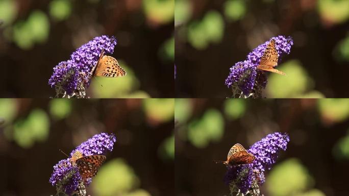 凤花上的贝母蝴蝶
