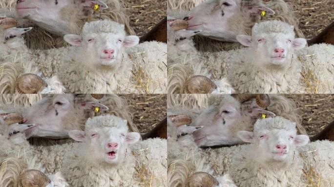羊群躺在羊圈干草上。绵羊在农场吃干草。瓦拉几亚羊。