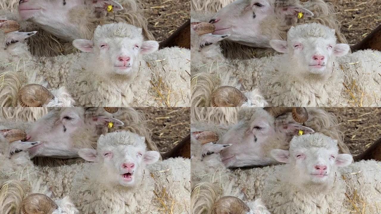 羊群躺在羊圈干草上。绵羊在农场吃干草。瓦拉几亚羊。