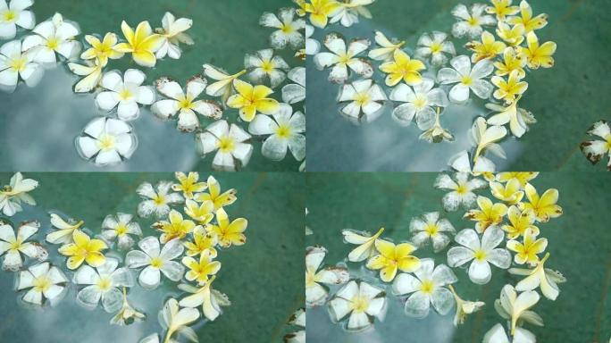 游泳池里的白色和黄色花朵