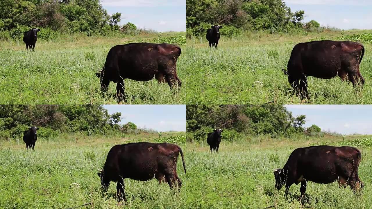 黑色牛在草地上吃草