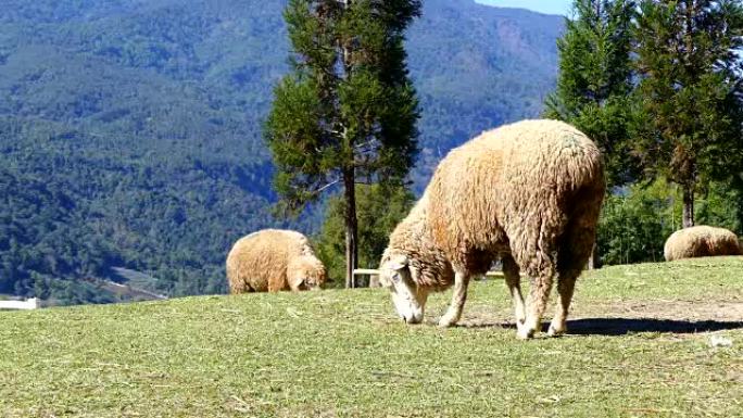 Sheep chewing grass on a meadow.