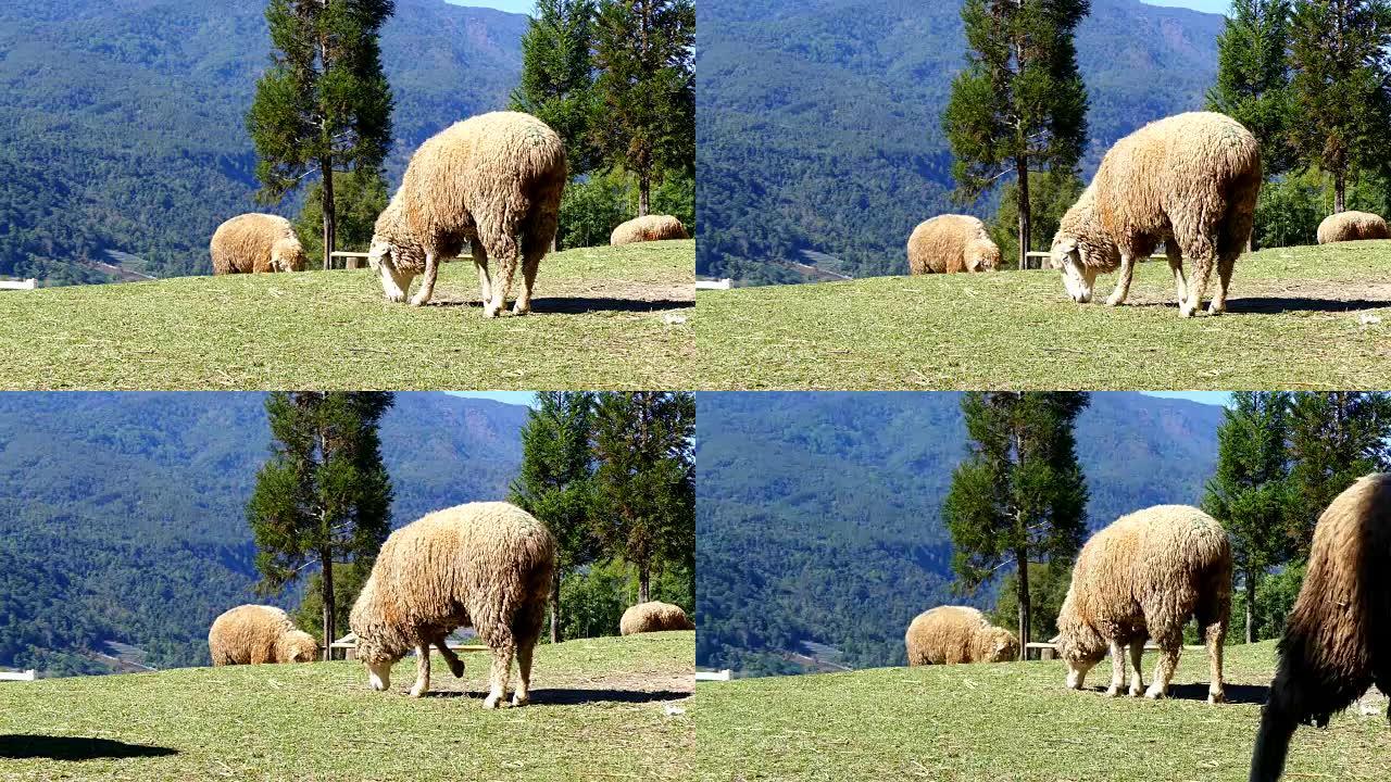 Sheep chewing grass on a meadow.