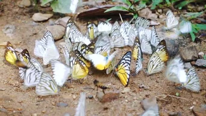 蜜蜂和蝴蝶成群结队地吃着地板上的盐，动物生活在丛林中，背景是溪流。