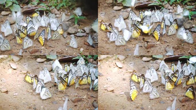 蜜蜂和蝴蝶成群结队地吃着地板上的盐，动物生活在丛林中，背景是溪流。