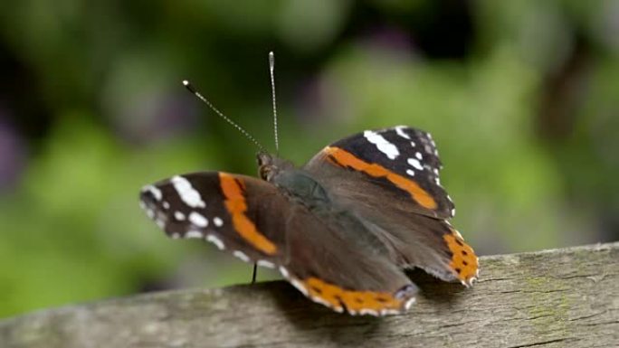 定居的橙色和棕色蝴蝶的慢动作剪辑，然后飞出屏幕