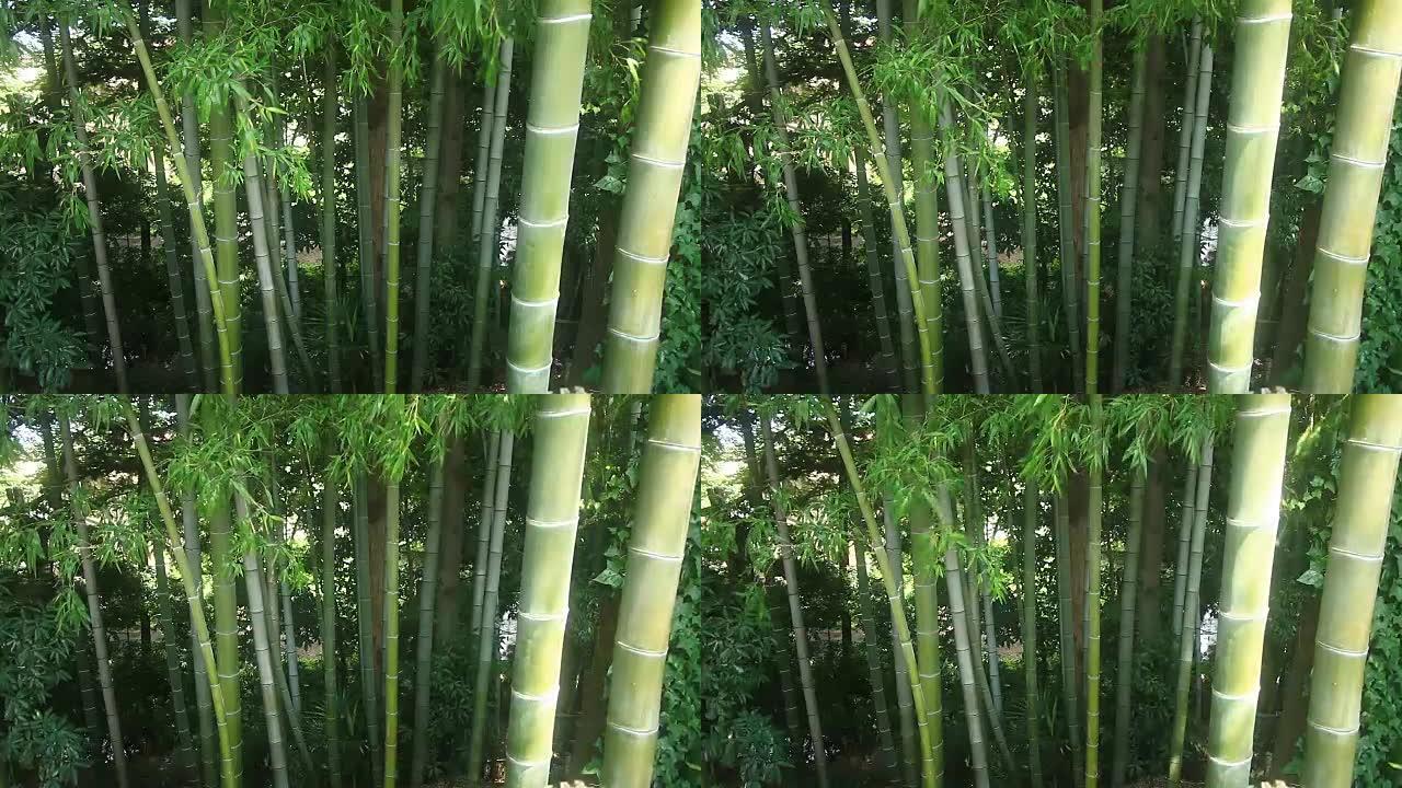 竹林公园的竹林中景深入聚焦