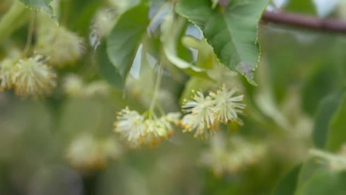 绿枝上的菩提树花。夏季开花季节。芳香疗法和青柠茶。慢动作