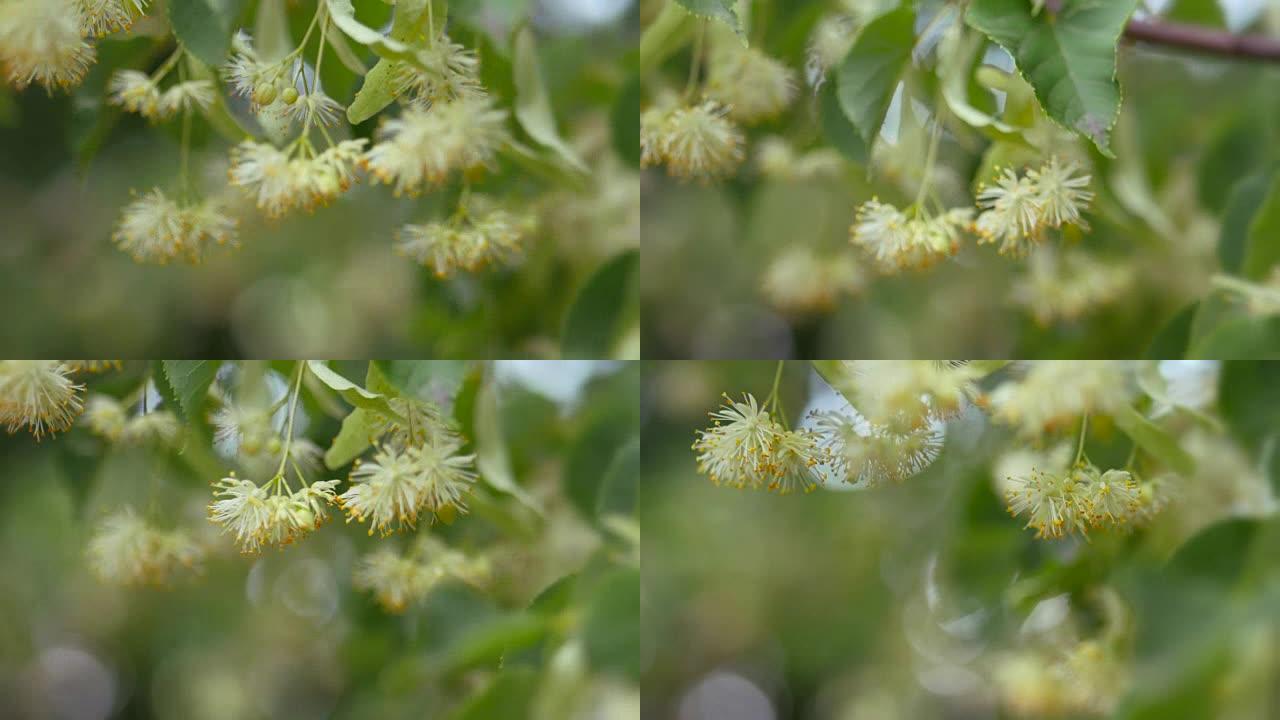 绿枝上的菩提树花。夏季开花季节。芳香疗法和青柠茶。慢动作