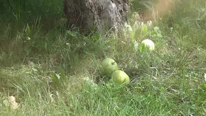 苹果在真实慢动作中落在草地上的两个视频