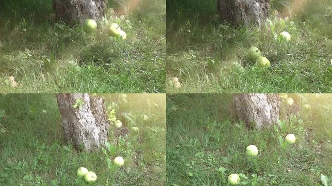 苹果在真实慢动作中落在草地上的两个视频