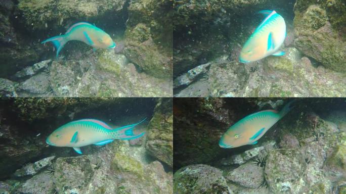 在加拉帕戈斯群岛的isla bartolome的蓝下巴鹦嘴鱼的特写