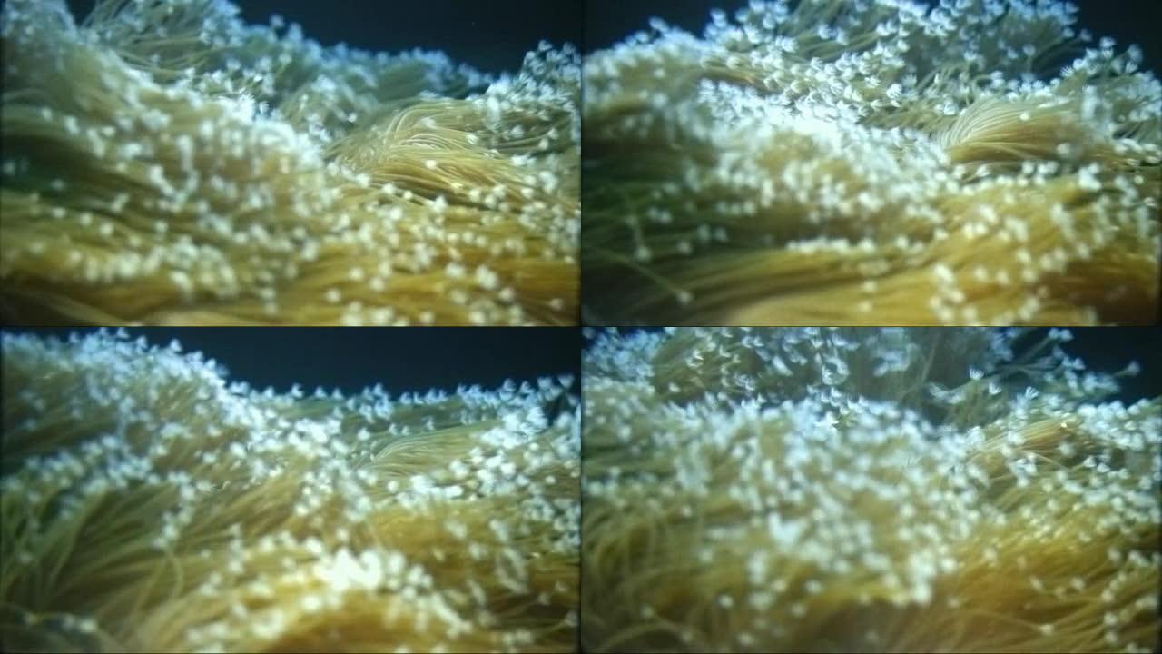 珊瑚礁-水下花