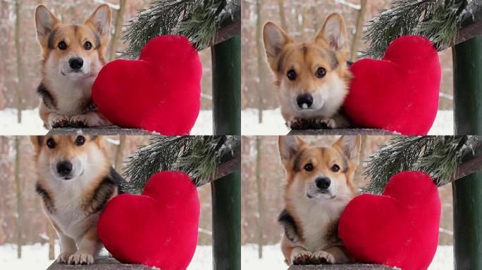 A lovely loving dog with a red heart congratulates