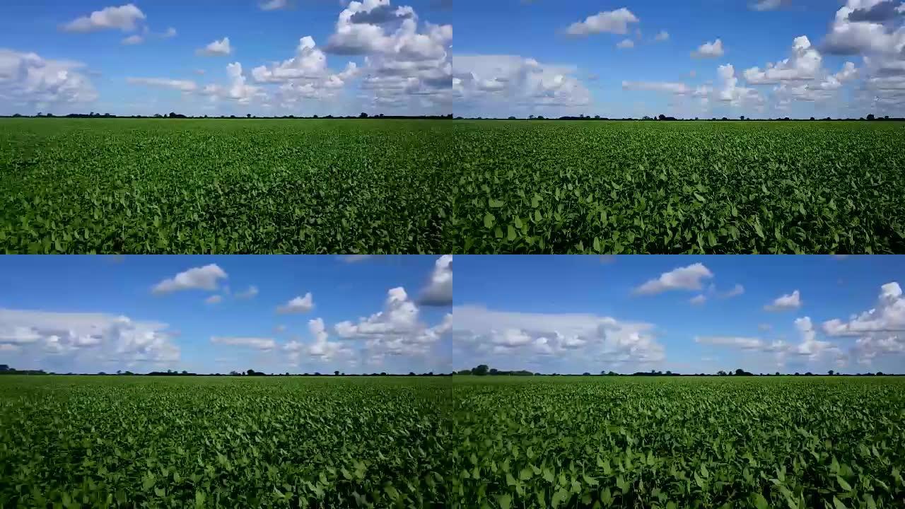 空中无人机在4k的农业绿地农场景观上空飞行