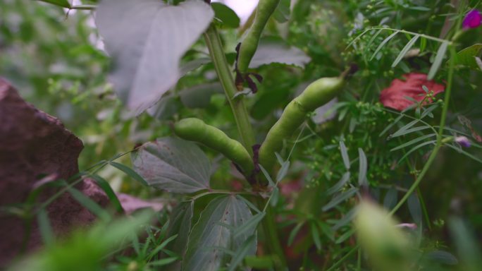 菜园里种植的蚕豆生长出果实