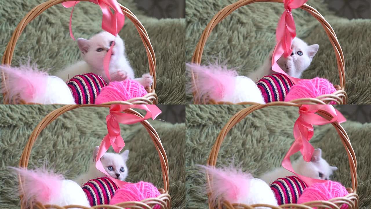 白色可爱的小猫坐在篮子里，篮子里有羊毛球