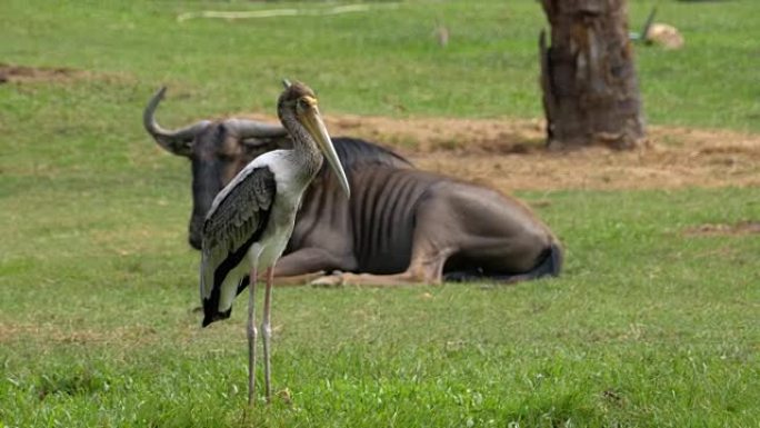 考休开放动物园的非洲大草原。泰国