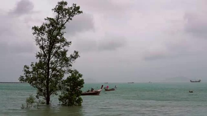 泰国雨季季风中的红树林