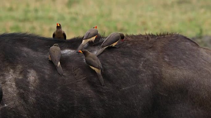 非洲水牛，syncerus caffer，成年黄嘴啄木鸟，非洲buphagus，肯尼亚马赛马拉公园，