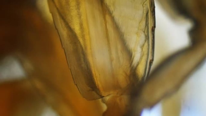 显微镜下的淡水蜈蚣腿