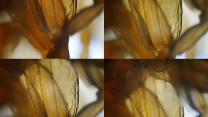 显微镜下的淡水蜈蚣腿