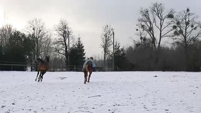 冬天有两匹马在草地上奔跑