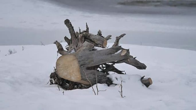 树干根柴火躺在一条冰冻的河流附近，户外有冰雪冬季自然景观