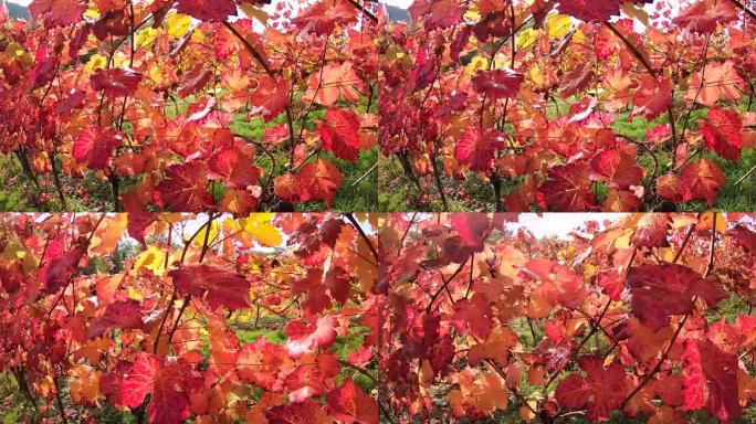 葡萄园与彩色秋叶，steadycam，秋天，Elsenfeld-r ü ck，Mainfranken