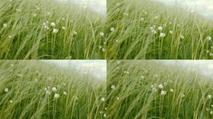 夏天的白花从风中摇曳